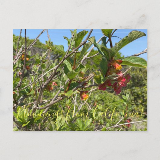 Carte Postale Bloomings de Californie : Twinberry Honeysuckle (Devant)