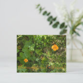 Carte Postale Bloomings de Californie : Vent Poppies (Debout devant)