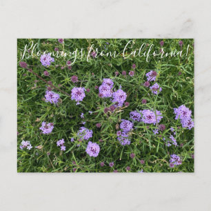 Carte Postale Bloomings de Californie : Verbena lilacina