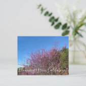 Carte Postale Bloomings de Californie : Western Redbud (Debout devant)