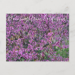 Carte Postale Bloomings de Californie : Western Redbud Postcard