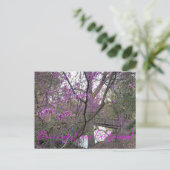 Carte Postale Bloomings de Californie : Western Redbud Postcard (Debout devant)