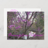 Carte Postale Bloomings de Californie : Western Redbud Postcard (Devant / Derrière)