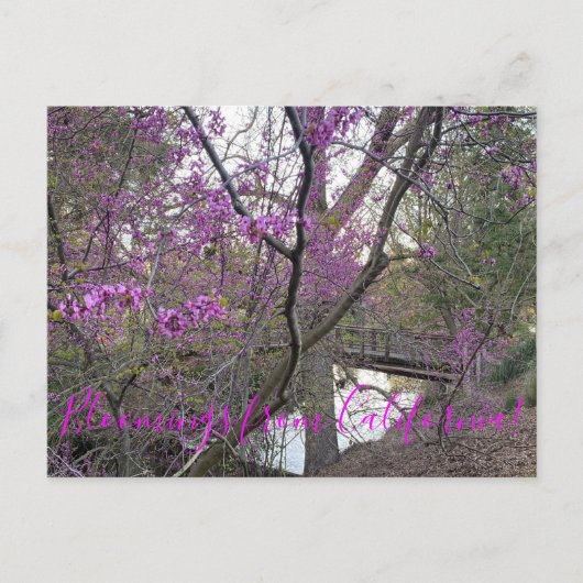 Carte Postale Bloomings de Californie : Western Redbud Postcard (Devant)