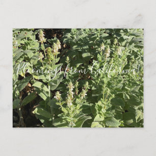 Carte Postale Bloomings de Californie : White Hedge Nettle
