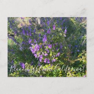 Carte Postale Bloomings de Californie : Wooly Bluecurls Postca