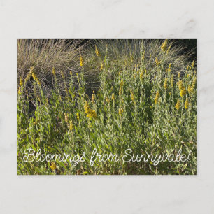 Carte Postale Bloomings de Sunnyvale : California Goldenrod