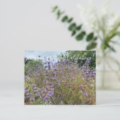 Carte Postale Bloomings de Sunnyvale : Cleveland Sage (Debout devant)