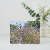 Carte Postale Bloomings de Sunnyvale : Cleveland Sage Postcard (Debout devant)