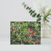 Carte Postale Bloomings de Sunnyvale : Gambelia speciosa (Debout devant)