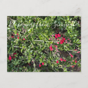 Carte Postale Bloomings de Sunnyvale : Gambelia speciosa