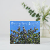 Carte Postale Bloomings de Sunnyvale : Ray Hartman Ceanothus (Debout devant)