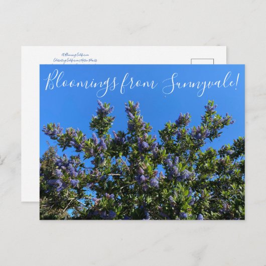 Carte Postale Bloomings de Sunnyvale : Ray Hartman Ceanothus (Devant / Derrière)
