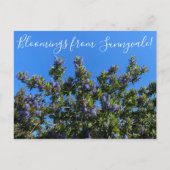 Carte Postale Bloomings de Sunnyvale : Ray Hartman Ceanothus (Devant)