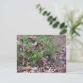 Carte Postale Bloomings de Sunnyvale : Verbena lilacina (Debout devant)
