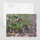 Carte Postale Bloomings de Sunnyvale : Verbena lilacina (Devant / Derrière)