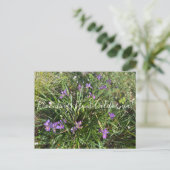 Carte Postale Bloomings from California : April Iris (Debout devant)