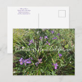 Carte Postale Bloomings from California : April Iris (Devant / Derrière)