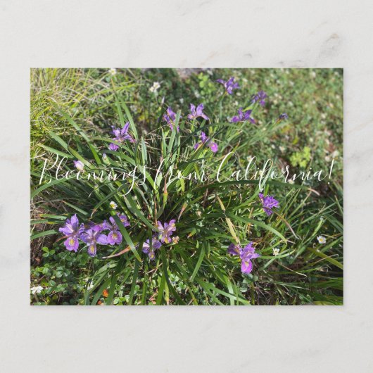 Carte Postale Bloomings from California : April Iris (Devant)