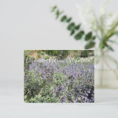 Carte Postale Bloomings from California : Bee's Bliss Sage (Debout devant)