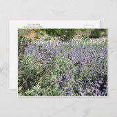 Carte Postale Bloomings from California : Bee's Bliss Sage (Devant / Derrière)