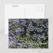 Carte Postale Bloomings from California ! : Californie Lilac (Devant / Derrière)