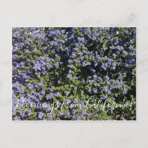 Carte Postale Bloomings from California ! : Californie Lilac