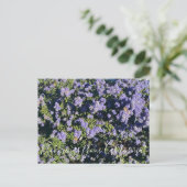 Carte Postale Bloomings from California : Ceanothus Dark Star (Debout devant)