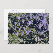 Carte Postale Bloomings from California : Ceanothus Dark Star (Devant / Derrière)