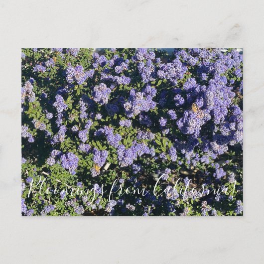Carte Postale Bloomings from California : Ceanothus Dark Star (Devant)