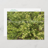 Carte Postale Bloomings from California : Coyote Bush (Devant / Derrière)