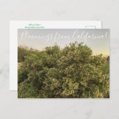 Carte Postale Bloomings from California : Coyote Bush (Devant / Derrière)