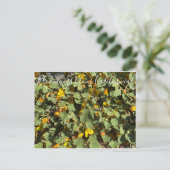 Carte Postale Bloomings from California : Flannel Bush (Debout devant)