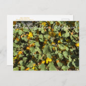 Carte Postale Bloomings from California : Flannel Bush (Devant / Derrière)
