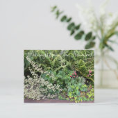 Carte Postale Bloomings from California : Heuchera maxima (Debout devant)