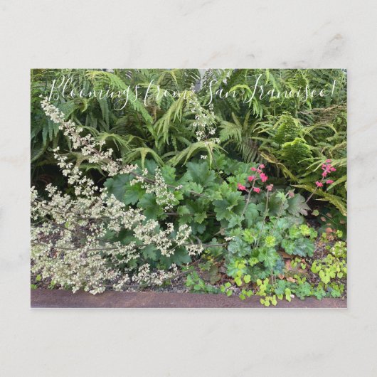 Carte Postale Bloomings from California : Heuchera maxima (Devant)