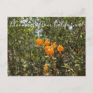 Carte Postale Bloomings from California : La Lily de Humboldt