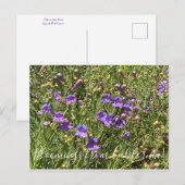 Carte Postale Bloomings from California : Margarita Bop Penstemo (Devant / Derrière)