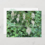 Carte Postale Bloomings from California : Ocean Spray (Devant / Derrière)