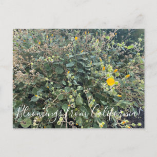 Carte Postale Bloomings from California : Palmer's Mallow