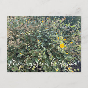 Carte Postale Bloomings from California : Palmer's Mallow