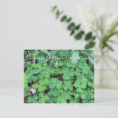 Carte Postale Bloomings from California : Sorrel (Debout devant)