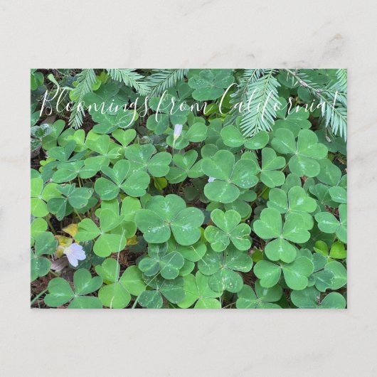 Carte Postale Bloomings from California : Sorrel (Devant)