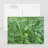 Carte Postale Bloomings from California : Spring Beauty (Devant / Derrière)