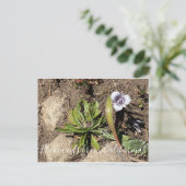 Carte Postale Bloomings from California : Tolmie's Star Tulip (Debout devant)