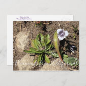 Carte Postale Bloomings from California : Tolmie's Star Tulip (Devant / Derrière)