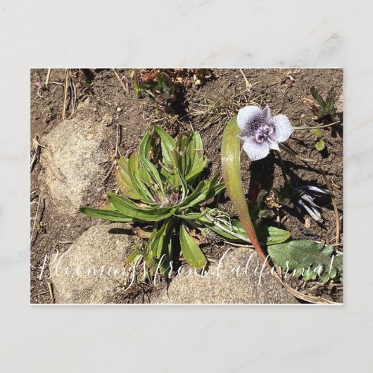 Carte Postale Bloomings from California : Tolmie's Star Tulip (Devant)