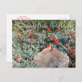 Carte Postale Bloomings from California : Wayne's Silver Fuchsia (Devant / Derrière)