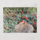 Carte Postale Bloomings from California : Wayne's Silver Fuchsia (Devant)