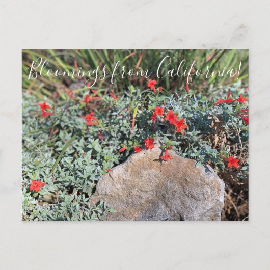 Carte Postale Bloomings from California : Wayne's Silver Fuchsia (Devant)